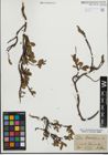 Foto von Salix kitaibeliana Willd.